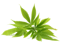 purepng.com-cannabiscannabisplantcannabaceaemedicinal-1411526921622xaqkw